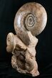 Large Hammatoceras Ammonite Display Piece #4337-2
